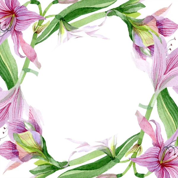 Ακουαρέλα Amaryllis Ροζ Λουλούδι Floral Βοτανικό Λουλούδι Πλατεία Στολίδι Περίγραμμα — Φωτογραφία Αρχείου