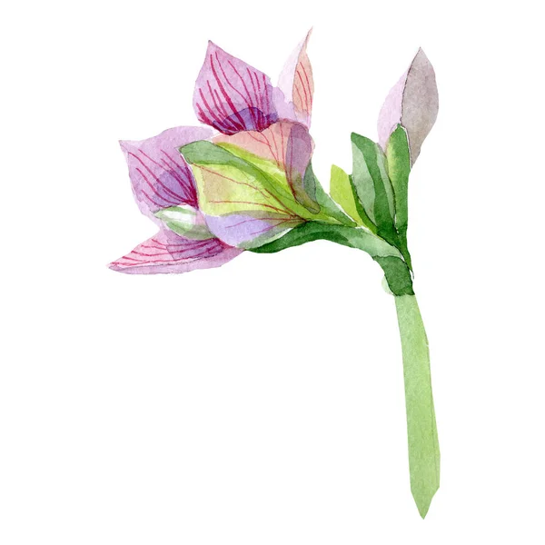 Akwarela Amarylis Różowy Kwiat Botaniczny Kwiat Kwiatowy Element Ilustracja Białym — Zdjęcie stockowe