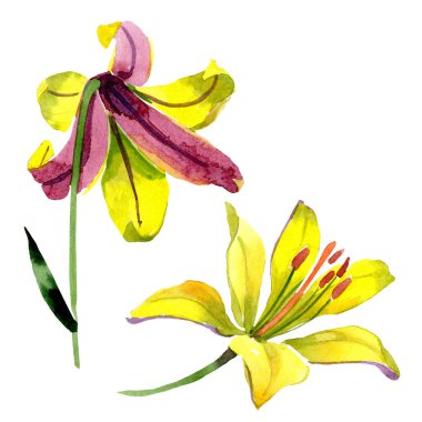 Suluboya sarı zambak çiçeği. Botanik çiçek. İzole illüstrasyon öğesi. Arka plan, doku, sarıcı desen, çerçeve veya kenarlık için Aquarelle kır çiçeği.