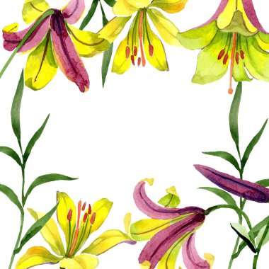 Suluboya sarı zambak çiçeği. Botanik çiçek. Çerçeve kenarlığı süsleme Meydanı. Arka plan, doku, sarıcı desen, çerçeve veya kenarlık için Aquarelle kır çiçeği.