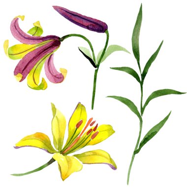 Suluboya sarı zambak çiçeği. Botanik çiçek. İzole illüstrasyon öğesi. Arka plan, doku, sarıcı desen, çerçeve veya kenarlık için Aquarelle kır çiçeği.