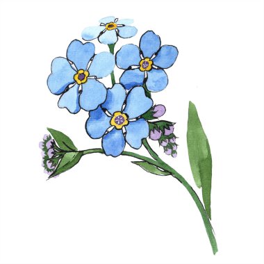 Suluboya mavi unutma çiçek. Botanik çiçek. İzole illüstrasyon öğesi. Arka plan, doku, sarıcı desen, çerçeve veya kenarlık için Aquarelle kır çiçeği.