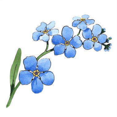 Suluboya mavi unutma çiçek. Botanik çiçek. İzole illüstrasyon öğesi. Arka plan, doku, sarıcı desen, çerçeve veya kenarlık için Aquarelle kır çiçeği.