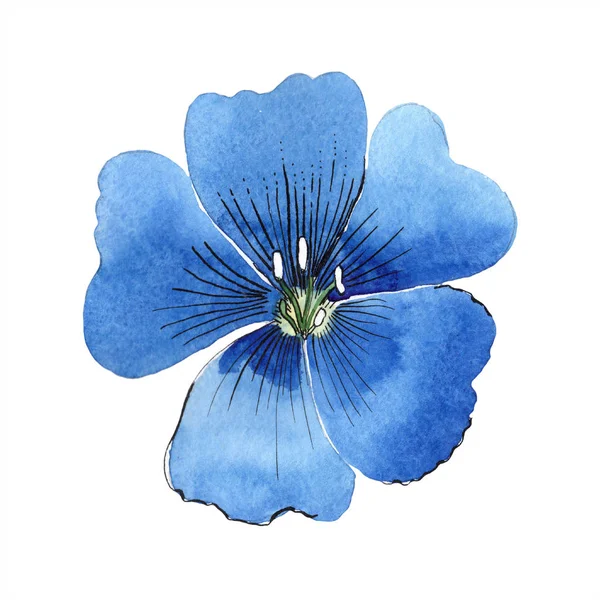 Suluboya Mavi Keten Çiçek Botanik Çiçek Zole Illüstrasyon Öğesi Arka — Stok fotoğraf