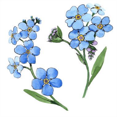 Suluboya mavi unutma çiçek. Botanik çiçek. İzole illüstrasyon öğesi. Arka plan, doku, sarıcı desen, çerçeve veya kenarlık için Aquarelle kır çiçeği.