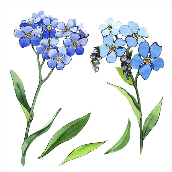 Akwarela Niezapominajka Niebieski Kwiat Botaniczny Kwiat Kwiatowy Element Ilustracja Białym — Zdjęcie stockowe
