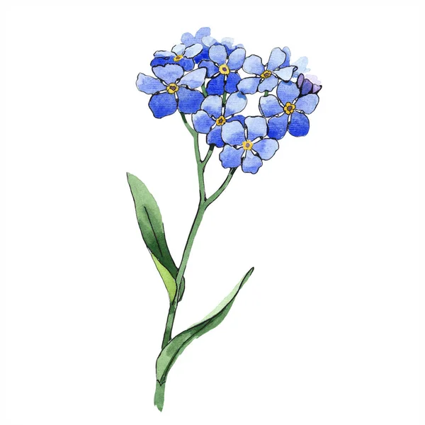 Akwarela Niezapominajka Niebieski Kwiat Botaniczny Kwiat Kwiatowy Element Ilustracja Białym — Zdjęcie stockowe
