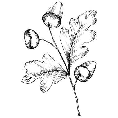 Vektör sonbahar meşe yaprağı. Yaprak bitki botanik bahçe çiçek yaprakları. İzole illüstrasyon öğesi. Arka plan, doku, sarıcı desen, çerçeve veya sınır vektör yaprak.