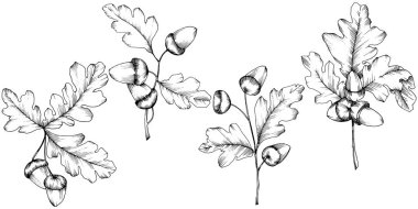 Vektör sonbahar meşe yaprağı. Yaprak bitki botanik bahçe çiçek yaprakları. İzole illüstrasyon öğesi. Arka plan, doku, sarıcı desen, çerçeve veya sınır vektör yaprak.