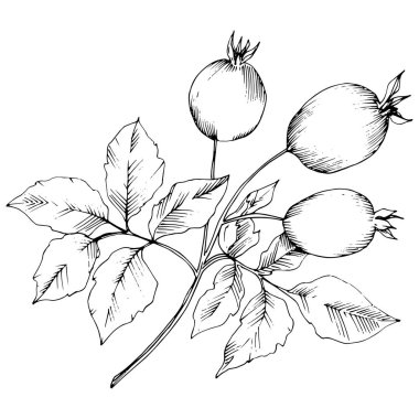 Vektör sonbahar Kuşburnu bitkisi. Botanik Bahçe çiçek bitki örtüsü bitki. İzole illüstrasyon öğesi. Arka plan, doku, sarıcı desen, çerçeve veya sınır vektör yaprak.