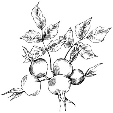 Vektör sonbahar Kuşburnu bitkisi. Botanik Bahçe çiçek bitki örtüsü bitki. İzole illüstrasyon öğesi. Arka plan, doku, sarıcı desen, çerçeve veya sınır vektör yaprak.