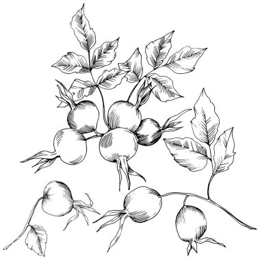 Vektör sonbahar Kuşburnu bitkisi. Botanik Bahçe çiçek bitki örtüsü bitki. İzole illüstrasyon öğesi. Arka plan, doku, sarıcı desen, çerçeve veya sınır vektör yaprak.