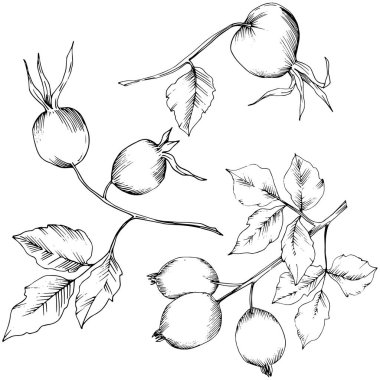 Vektör sonbahar Kuşburnu bitkisi. Botanik Bahçe çiçek bitki örtüsü bitki. İzole illüstrasyon öğesi. Arka plan, doku, sarıcı desen, çerçeve veya sınır vektör yaprak.