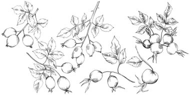 Vektör sonbahar Kuşburnu bitkisi. Botanik Bahçe çiçek bitki örtüsü bitki. İzole illüstrasyon öğesi. Arka plan, doku, sarıcı desen, çerçeve veya sınır vektör yaprak.