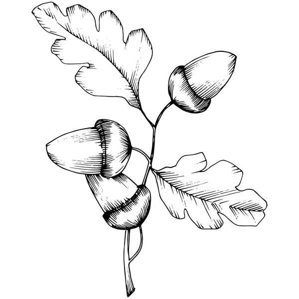Feuilles Vectorielles Chêne Automne Feuillage Floral Jardin Botanique Plante Feuille — Image vectorielle