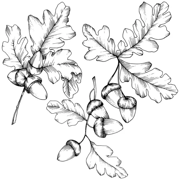 ベクトル秋カシの葉 葉植物植物園花葉 孤立した図の要素 テクスチャ ラッパー パターン フレームや境界線のベクトルの葉 — ストックベクタ