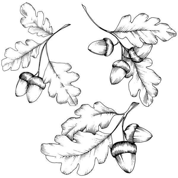 Векторные Осенние Дубы Цветочная Листва Ботанического Сада Изолированный Элемент Иллюстрации — стоковый вектор