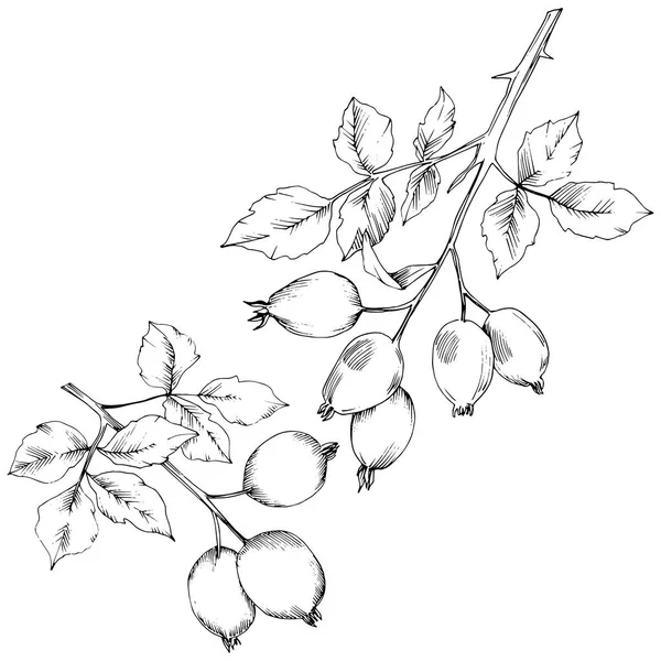 Векторна Осінь Рожева Стегнова Рослина Рослина Ботанічного Саду Квіткового Листя — стоковий вектор