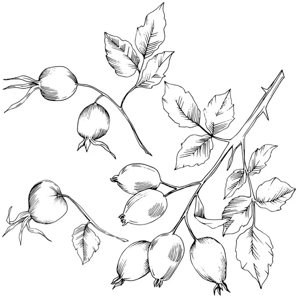 Vecteur Automne Rose Plante Hanche Plante Jardin Botanique Feuillage Floral — Image vectorielle