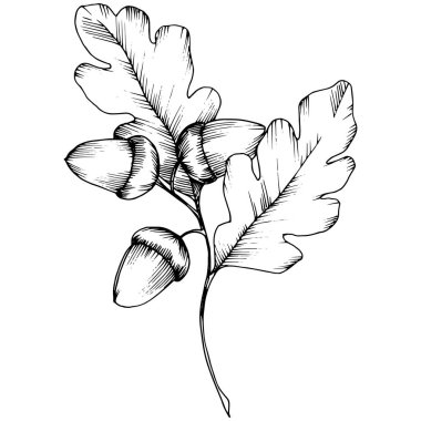 Vektör sonbahar meşe yaprağı. Yaprak bitki botanik bahçe çiçek yaprakları.