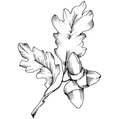 Vektör sonbahar meşe yaprağı. Yaprak bitki botanik bahçe çiçek yaprakları.