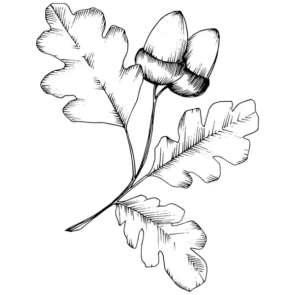 Feuilles vectorielles de chêne d'automne. Feuille botanique jardin floral feuillage . — Image vectorielle