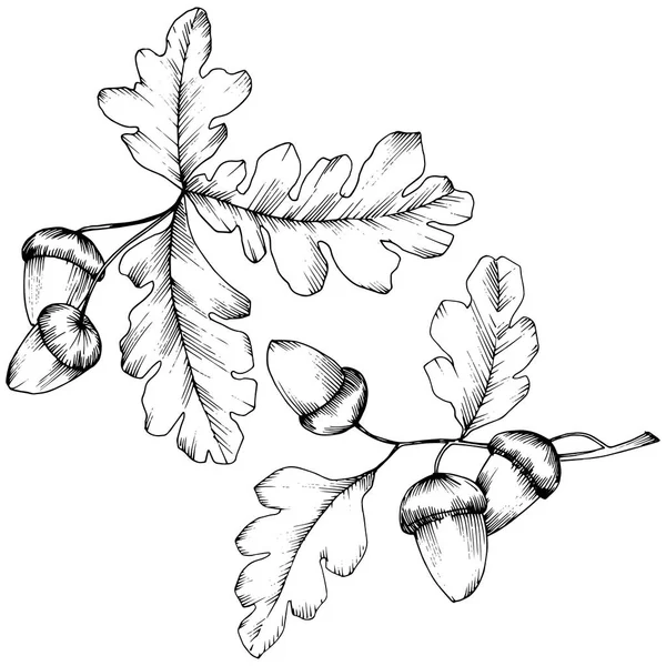 Vector de hojas de roble de otoño. Planta de hojas jardín botánico follaje floral . — Archivo Imágenes Vectoriales
