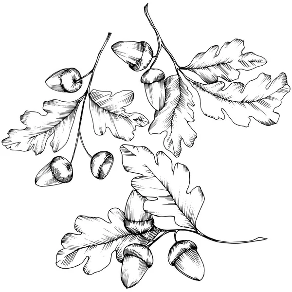 ベクトル秋カシの葉。葉植物植物園花葉. — ストックベクタ