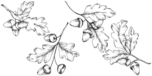 벡터가을 오크가 떠난다. 잎 식물 식물원 꽃 단풍. — 스톡 벡터