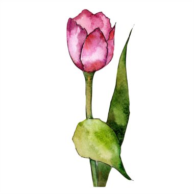 Sulu boya pembe Lale çiçek. Botanik çiçek. İzole illüstrasyon öğesi.