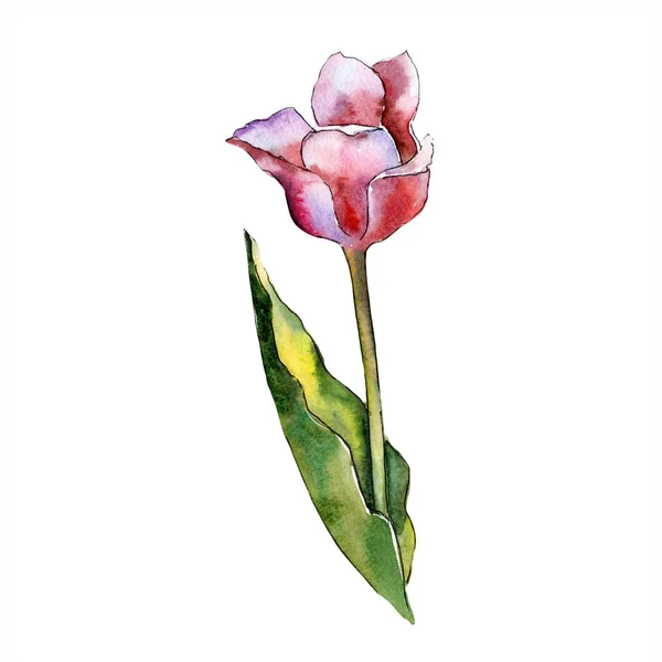 Flor de tulipa rosa aquarela. Floral flor botânica. Elemento ilustrativo isolado . — Fotografia de Stock