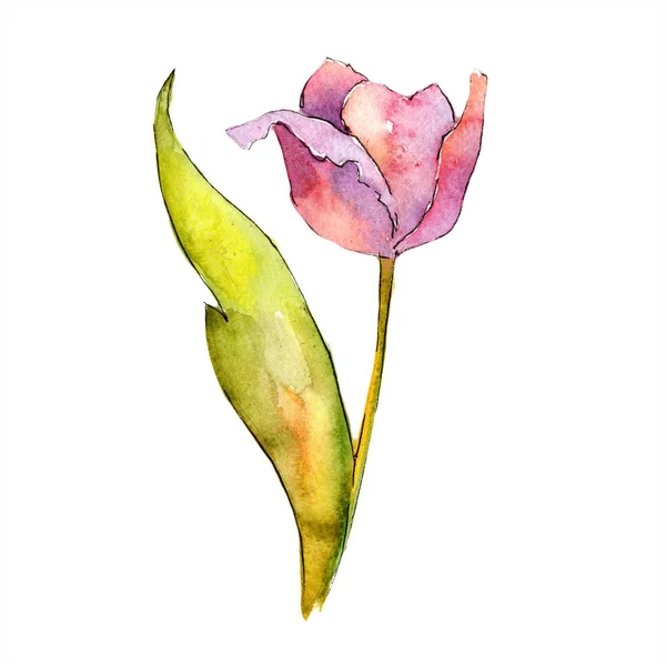 Ακουαρέλα ροζ tulip λουλούδι. Floral βοτανικό λουλούδι. Απομονωμένη εικονογράφηση στοιχείο. — Φωτογραφία Αρχείου