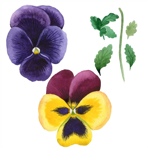 Aquarela flor viola colorido. Floral flor botânica. Elemento ilustrativo isolado . — Fotografia de Stock