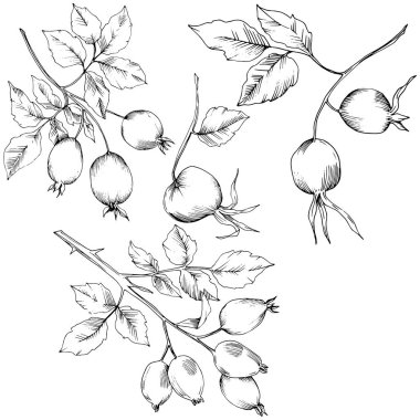 Vektör sonbahar Kuşburnu bitkisi. Bitki botanik bahçe çiçek yaprakları.