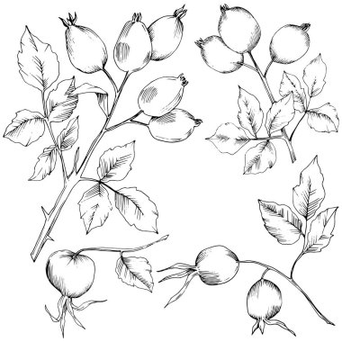 Vektör sonbahar Kuşburnu bitkisi. Bitki botanik bahçe çiçek yaprakları.