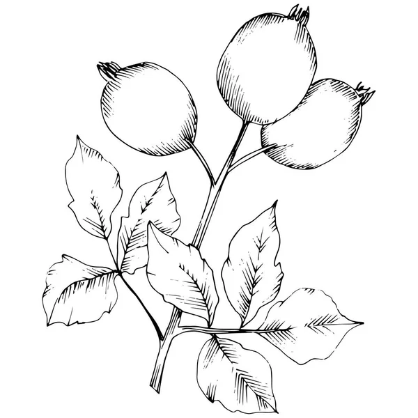 Vector herfst rose hip plant. Installatie botanische tuin floral gebladerte. — Stockvector