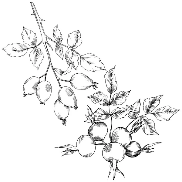 Vector herfst rose hip plant. Installatie botanische tuin floral gebladerte. — Stockvector