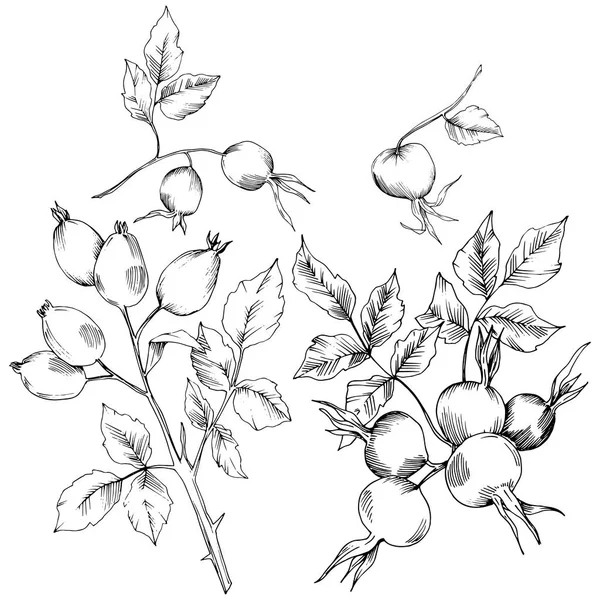 Vector herfst rose hip plant. Installatie botanische tuin floral gebladerte. — Stockvector