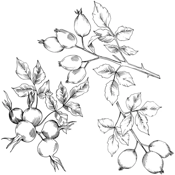 Vector herfst rose hip plant. Installatie botanische tuin floral gebladerte. — Stockvector