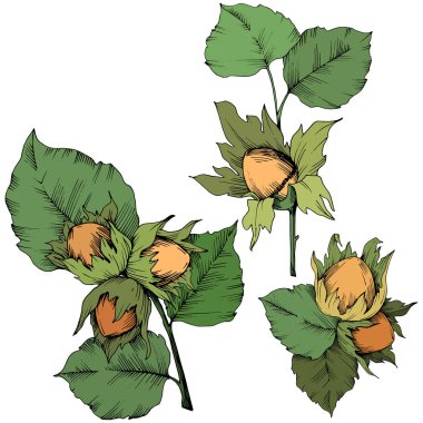 Vektör Sonbahar bitki ela somun. Yaprak bitki botanik bahçe çiçek yaprakları. İzole illüstrasyon öğesi.