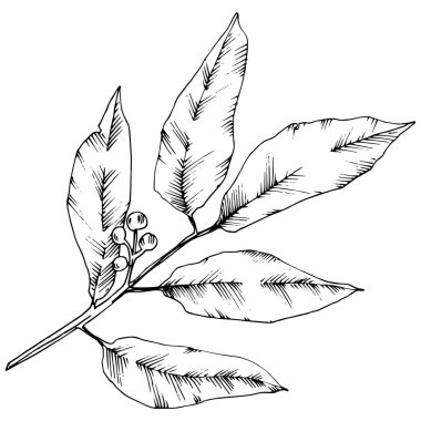 Vektör laurus yaprak. Yaprak bitki botanik bahçe çiçek yaprakları. İzole illüstrasyon öğesi.