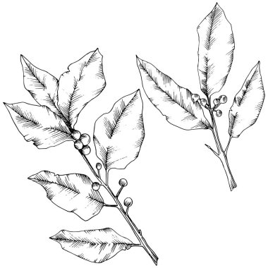 Vektör laurus yaprak. Yaprak bitki botanik bahçe çiçek yaprakları. İzole illüstrasyon öğesi.