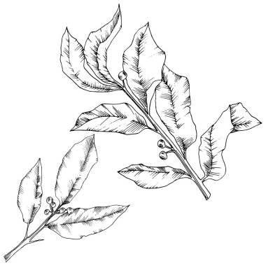 Vektör laurus yaprak. Yaprak bitki botanik bahçe çiçek yaprakları. İzole illüstrasyon öğesi.