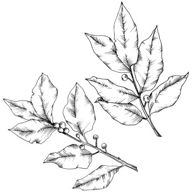 Vektör laurus yaprak. Yaprak bitki botanik bahçe çiçek yaprakları. İzole illüstrasyon öğesi.