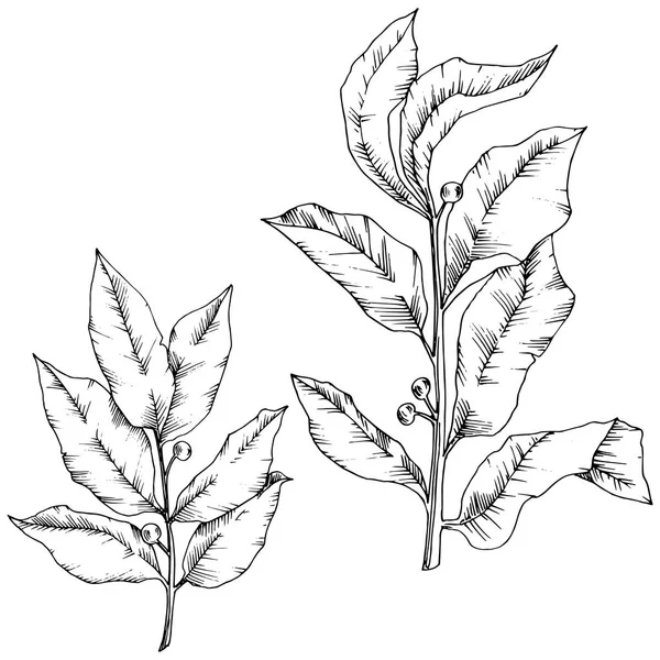 Vector laurus blad. Blad plant botanische tuin floral gebladerte. Geïsoleerde afbeelding element. — Stockvector