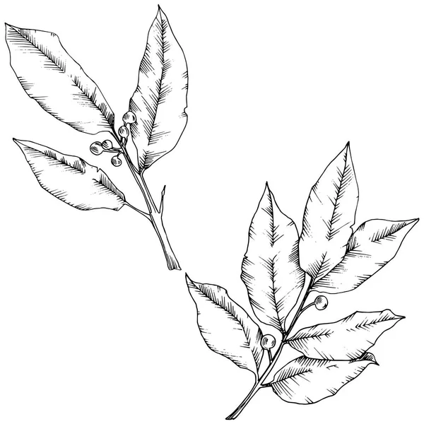 Vektor-Lorbeerblatt. Blattpflanze botanischer Garten florales Laub. isoliertes Illustrationselement. — Stockvektor