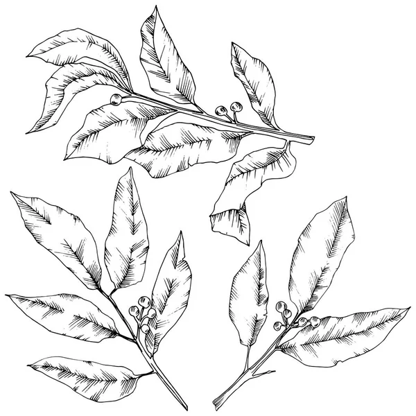 Vector list laurus. Listy rostlin Botanická zahrada květinové listy. Izolované ilustrace prvek. — Stockový vektor