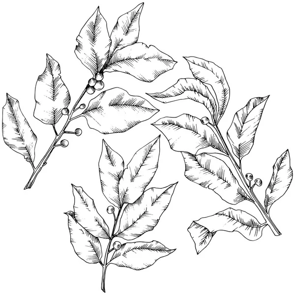 Vector List Laurus Listy Rostlin Botanická Zahrada Květinové Listy Izolované — Stockový vektor