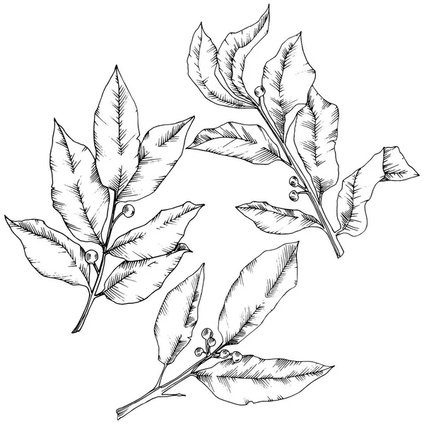 Feuille de laurus vecteur. Feuillage floral de jardin botanique de plante de feuille. Élément d'illustration isolé . — Image vectorielle