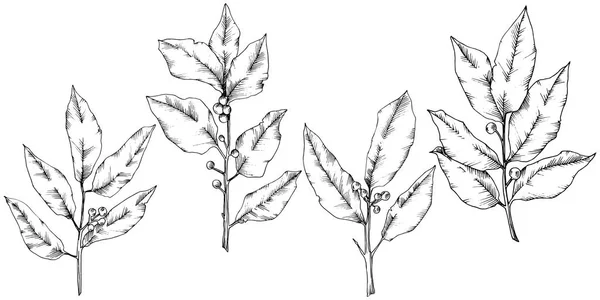 Laurus 잎 벡터. 식물 잎 식물원 꽃 단풍입니다. 고립 된 그림 요소. — 스톡 벡터